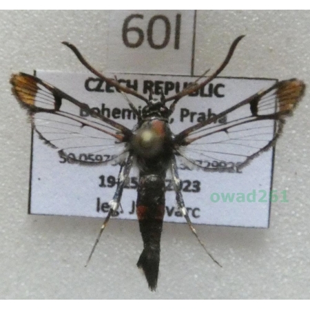 Synanthedon formicaeformis (Esper, 1783) Czech60l